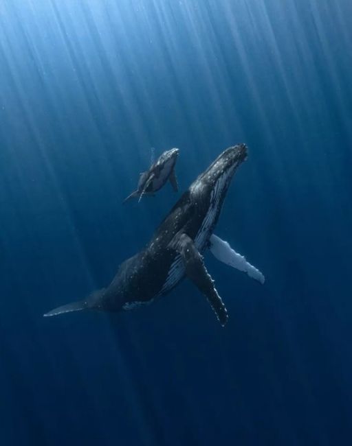 Фото призеров конкурса подводной съёмки The Underwater Photographer of the Year 2025. 
Главным победителем был назван Альваро..