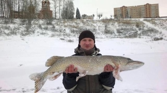 Однажды в Раменском
Вот такая щука была поймана в декабре 2011 года в центре города Раменское на..