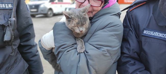 🐈️ Ногинские спасатели вернули хозяйке кошку, застрявшую на дереве.  Но, перед тем, как оказать на..