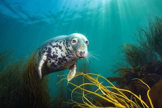 Фото призеров конкурса подводной съёмки The Underwater Photographer of the Year 2025. 
Главным победителем был назван Альваро..