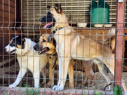 🐕‍🦺🦮Не люди выбирают собак, а собаки – людей: самого преданного хвостатого друга можно найти в..