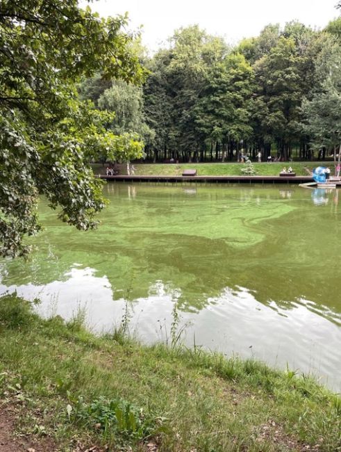 Красногорцы на днях обратили внимание на воду в Ивановских прудах. Цветение или экологическая..