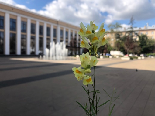 Сегодняшние залитые солнцем улицы Королёва и вовремя подобранный скошенный у ДК цветок..