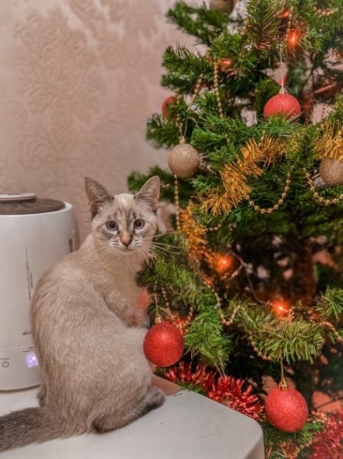 Здравствуйте! 
Пожалуйста, помогите найти кошку! 
Прыгнула со 2 этажа и пропала. Может кто-то её забрал домой..