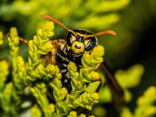 🐝🐝 Жители Подмосковья жалуются на агрессивных и навязчивых ос  О нашествии агрессивных насекомых..