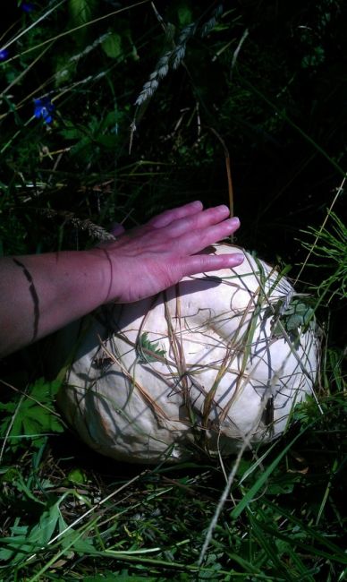 🍄В Лианозовском парке нашли огромный гриб  Это головач гигантский из семейства шампиньоновых.  Бежим в..