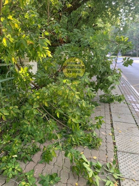Начинаем свой день с очередного упавшего дерева в старых Химках 🫡  Ул.Чкалова, остановка..