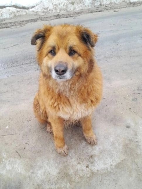 Балашиха
В одну деревню осенью пришёл вот такой симпатяга. Крупный, красивый, покладистый Каштан.Любит..