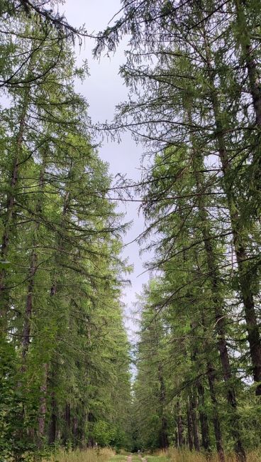 🌳 Сенницы: почему все больше туристов едет в древнее село?  Это одно из самых культовых мест под Озерами,..