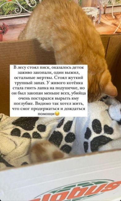 ЧТО ЗА НЕЛЮДИ 😡
Это живых котят закопали(((
Котят нашли в лесу за отелем..