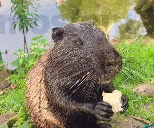 🐹Такую милую черную нутрию увидели жители Серпухова у Высоцкого монастыря  Тг-канал Серпухова..