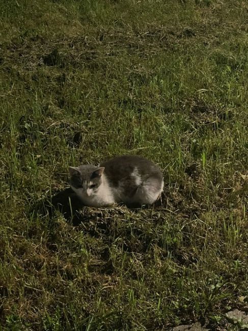 Чей кот потерялся? Бегает уже несколько дней во дворе который рядом с Техникумом и Школьной улицей дом 3...