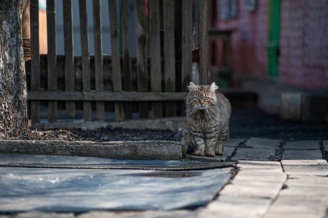 Котейки Королёва 😻 Все деловые такие 🐾 Давайте хвастаться своими пушистиками..