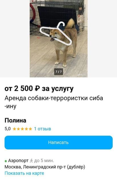 🐶 «Воет, грызет любимые вещи, оставит детей без игрушек» 
В Москве сдают в аренду собаку сиба-ину, которая..