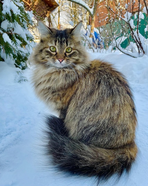 Сегодня международный день кошек. Скидываем фоточки своих любимцев и не забываем побаловать их..