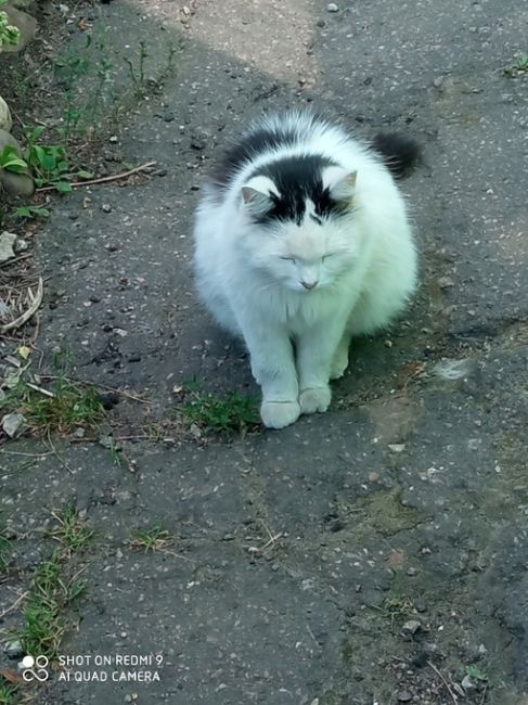 Сегодня День кота (День кошек) — неофициальный праздник в честь кошек, который отмечается по всему миру...