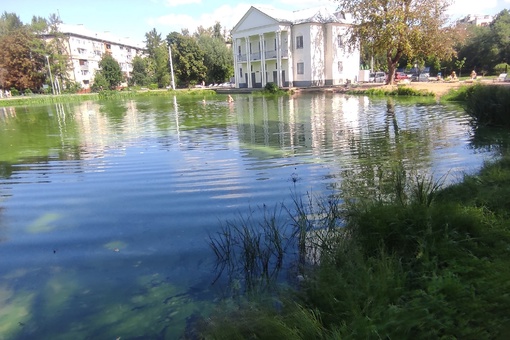 В пруду на Южном сильно зацвела вода, но для желающих искупаться это не..