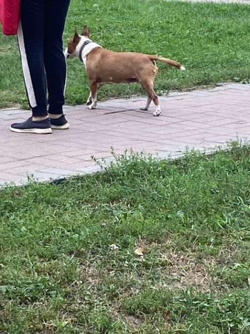 Собака ходит по Дергаевской улице в Раменском, похоже..