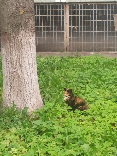 Котейки Королёва 😻 Все деловые такие 🐾 Давайте хвастаться своими пушистиками..