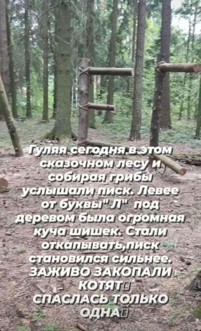 ЧТО ЗА НЕЛЮДИ 😡
Это живых котят закопали(((
Котят нашли в лесу за отелем..