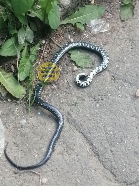 Подрезково. Вход со стороны платформы на Москву. Эта змея упала сегодня с крыши подземного перехода прям на..