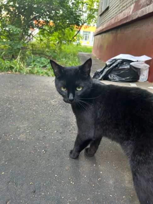 Найдена черная кошка, уж не знаю отпустили погулять или потеряшка, но на всякий случай публикую, по адресу..