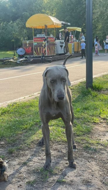 В парке Пехорка больше 2 часов бегает веймаранер, потеряшка без..