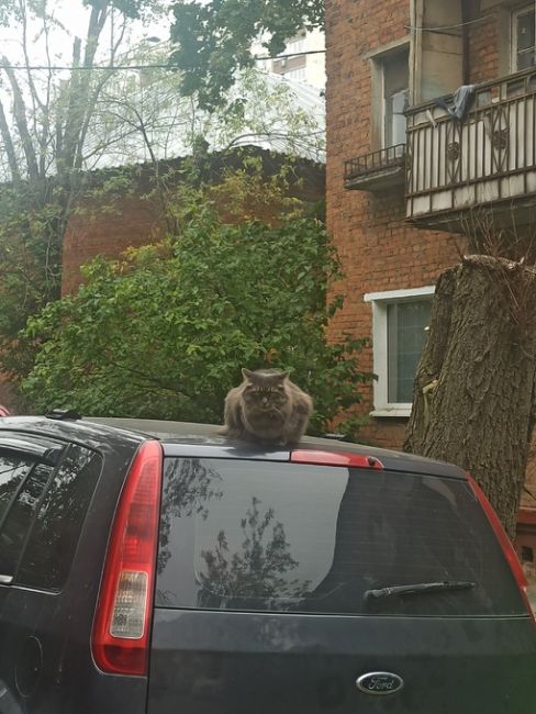 Котейки Королёва 😻 Все деловые такие 🐾 Давайте хвастаться своими пушистиками..