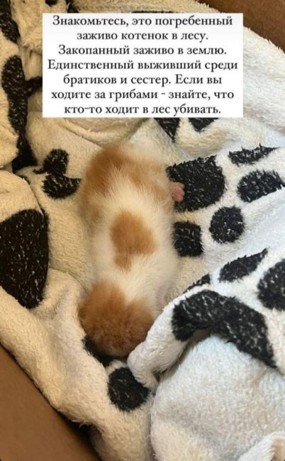 И ТАКИЕ ЛЮДИ СРЕДИ НАС ‼😡
Это живых котят закопали((( 
Котят нашли в лесу за отелем..