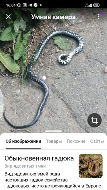 Подрезково. Вход со стороны платформы на Москву. Эта змея упала сегодня с крыши подземного перехода прям на..