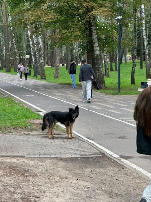 В парке Пехорка сейчас бегает собака с ошейником коричневым с какими то рисунками,  не подходит-боится и..