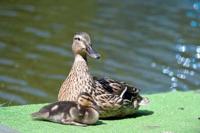 Чем кормить уток?🦆  🌳Чтобы пернатые обитатели водоемов радовали посетителей парковых территорий, за ними..