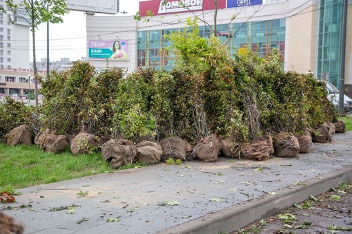 🌳🌲 Благоустройство сквера у здания администрации в Коломне выходит на финишную прямую: подрядчики уже..