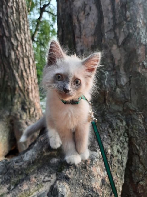 Приветики-пистолетики от балашихинского кота Сильвера :)
Котопост для пушистых жёпок в связи с..