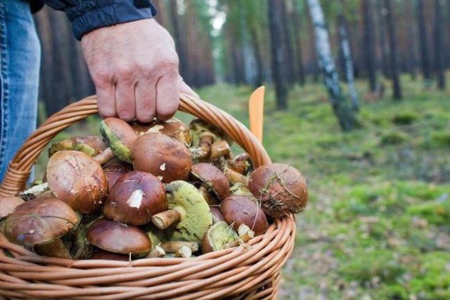 🎉Двоих грибников, заблудившихся в лесах Богородского округа, спасли за минувшие сутки  Старший смены ПСЧ-259..