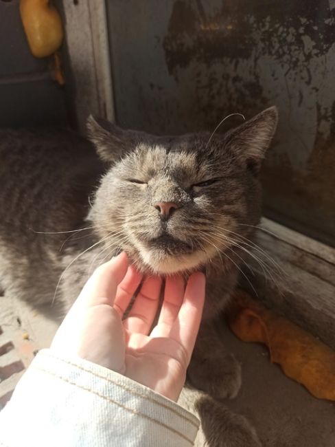 Котейки Королёва 😻 Все деловые такие 🐾 Давайте хвастаться своими пушистиками..