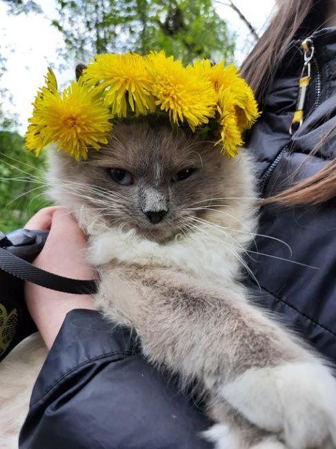 Приветики-пистолетики от балашихинского кота Сильвера :)
Котопост для пушистых жёпок в связи с..