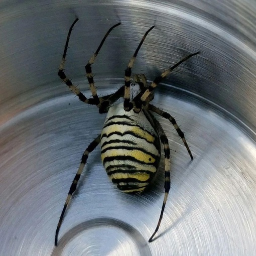 🕷 Арахнофобы, приготовьтесь: Крупных пауков-ос с лапами до 5 см заметили в Подмосковье.  Об этих пауках..