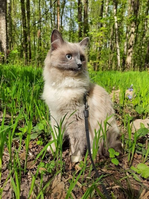 Приветики-пистолетики от балашихинского кота Сильвера :)
Котопост для пушистых жёпок в связи с..