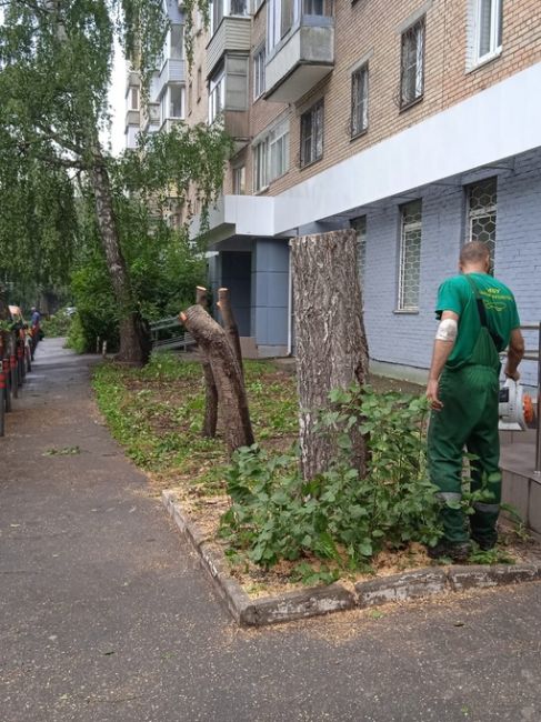 Вот так осуществляется благоустройство городских территорий, без вырубки больших здоровых деревьев..