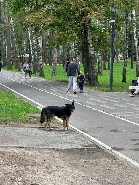 В парке Пехорка сейчас бегает собака с ошейником коричневым с какими то рисунками,  не подходит-боится и..