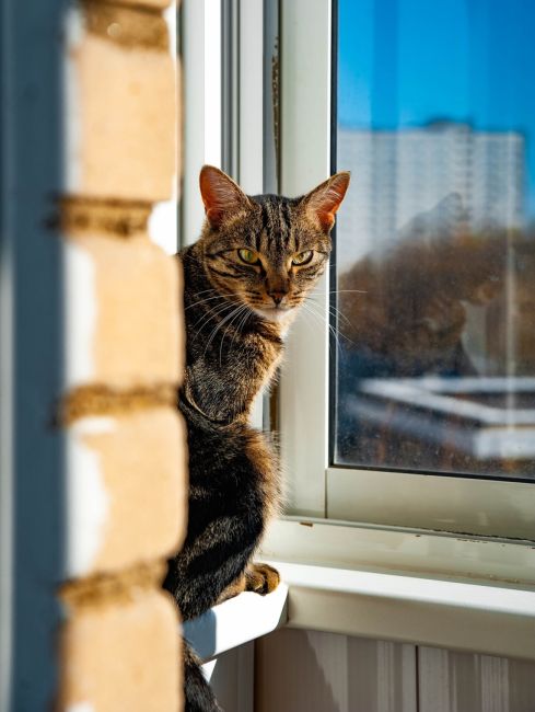 Котейки Королёва 😻 Все деловые такие 🐾 Давайте хвастаться своими пушистиками..