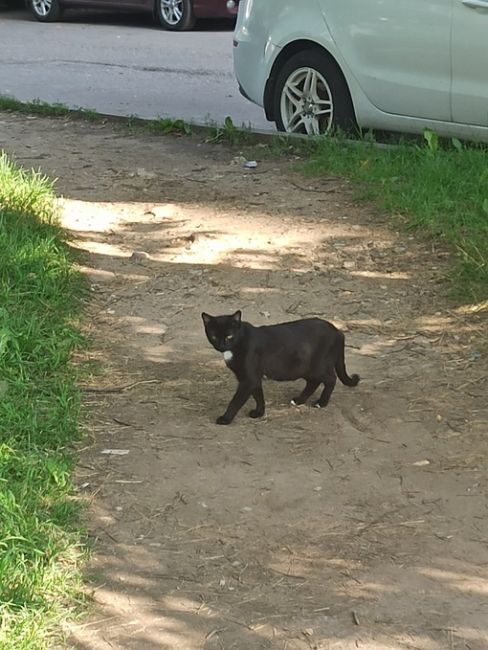 Котейки Королёва 😻 Все деловые такие 🐾 Давайте хвастаться своими пушистиками..