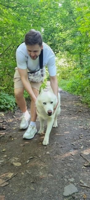 Замечена собака
Балашиха!! Найдена белая лайка или хаски . В руки не даётся бегает вдоль леса.
Автор Ирина..