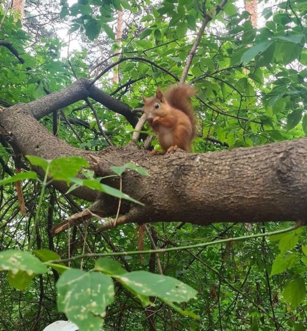 Вот такая красотка живет в Тимоховском парке 😍 
А вы часто встречаете белочек в наших..