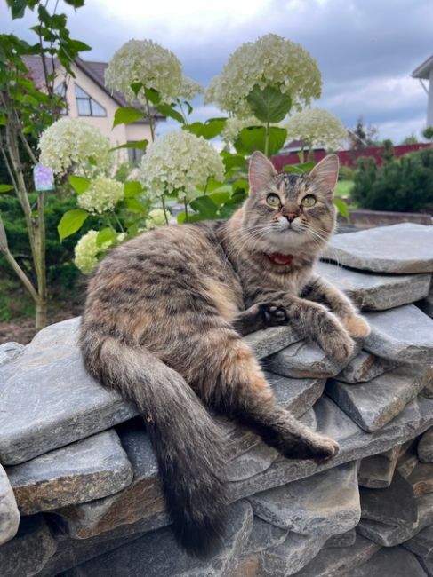 Котейки Королёва 😻 Все деловые такие 🐾 Давайте хвастаться своими пушистиками..