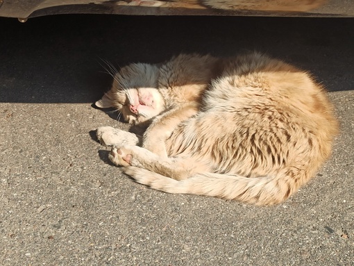 Котейки Королёва 😻 Все деловые такие 🐾 Давайте хвастаться своими пушистиками..