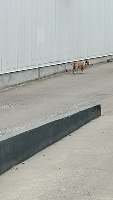 Собака ходит по Дергаевской улице в Раменском, похоже..