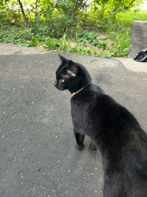 Найдена черная кошка, уж не знаю отпустили погулять или потеряшка, но на всякий случай публикую, по адресу..