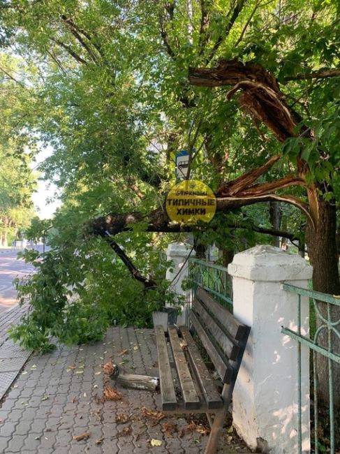 Начинаем свой день с очередного упавшего дерева в старых Химках 🫡  Ул.Чкалова, остановка..